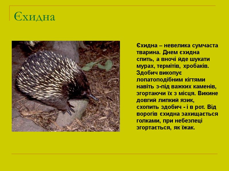 Єхидна Єхидна – невелика сумчаста тварина. Днем єхидна спить, а вночі йде шукати мурах,